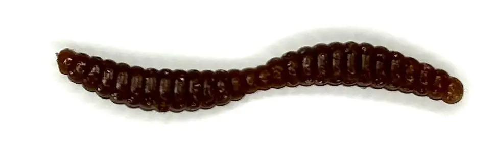 A close up of the side of a chocolate snake