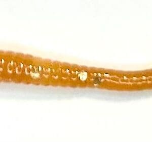 A close up of an orange worm on a white background