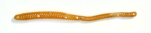 A close up of an orange worm on a white background