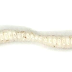 A close up of the tail end of a worm