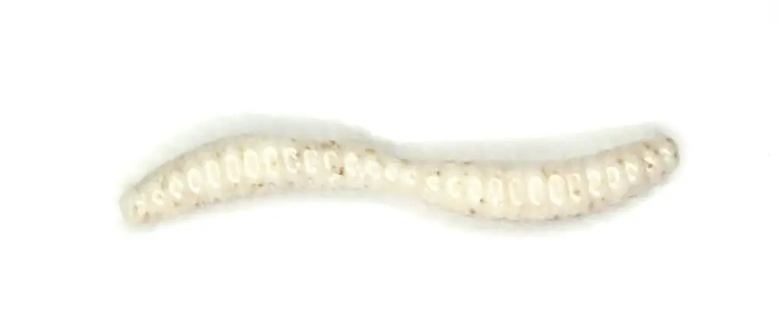 A close up of the tail end of a worm