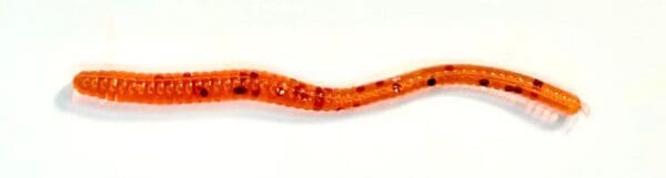 A close up of an orange snake